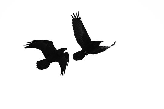 two_ravens_flying
